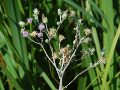 Kisfészkű aszat (Cirsium brachycephalum Jur.)