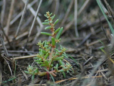 Heverő sóballa (Suaeda prostrata Pall.)