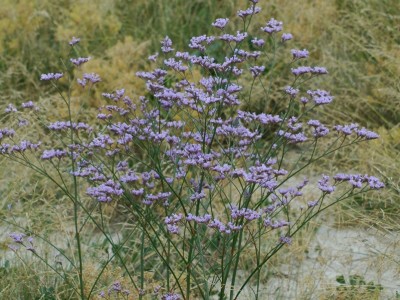 Magyar sóvirág (Limonium gmelinii (Willd.) Kuntze subsp. hungaricum (Klokov) Soó) 