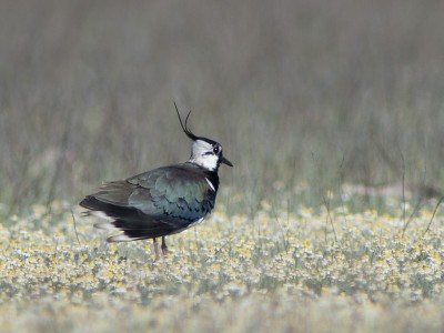 Bíbic (Vanellus vanellus)