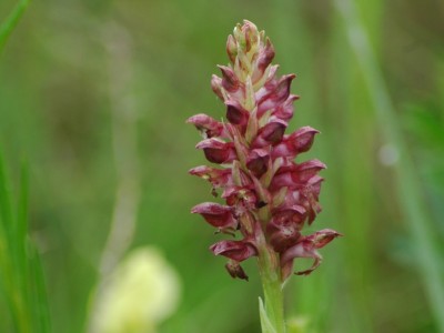 Poloskaszagú kosbor (Orchis coriophora L.)
