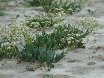 Pozsgás zsázsa (Lepidium cartilagineum (J.C. Mayer) Thell.)