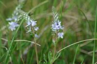 Lecsepült veronika (Veronica prostrata)_Mile Orsolya - 