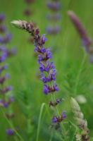 Ligeti zsálya (Salvia nemorosa)_Mile Orsolya - 