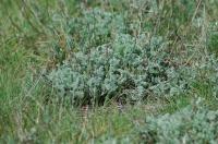 Sziki üröm (Artemisia santonicum)_Mile Orsolya - 