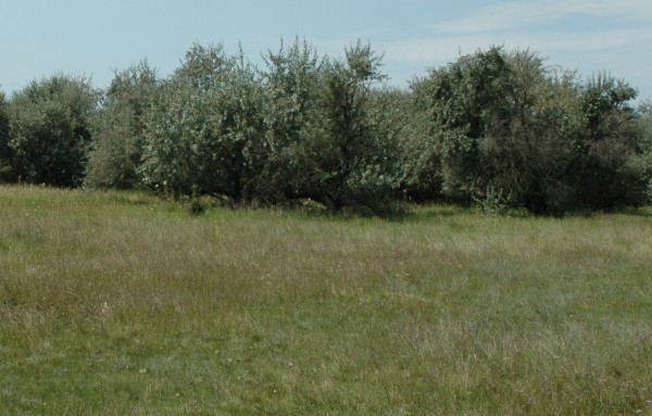 A keskenylevelű ezüstfa elterjedésének felmérése