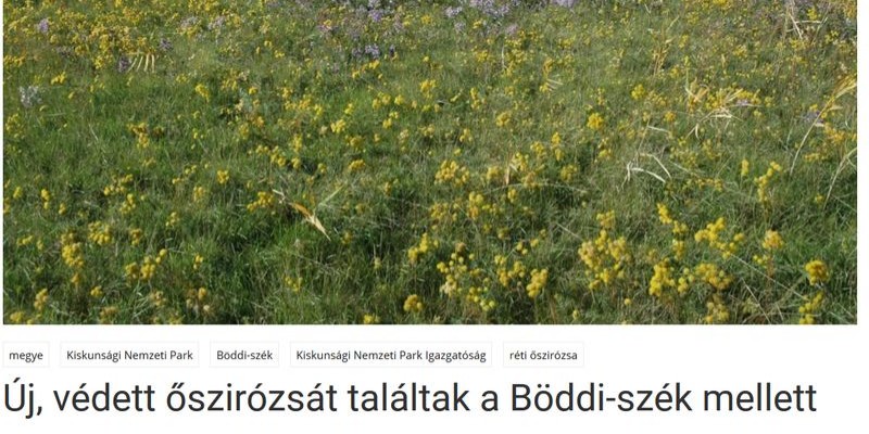 Új, védett őszirózsát találtak a Böddi-szék mellett - Bácsmegye