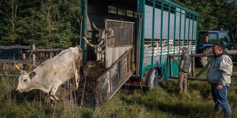 Megérkezett az első két szürkemarha szállítmány Izsákról - kiskunhir.hu