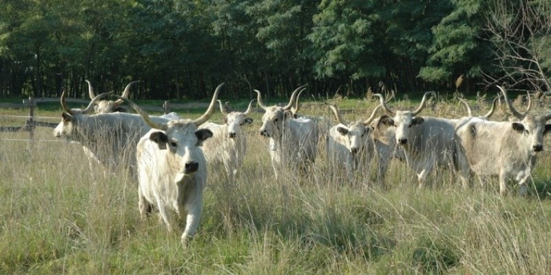 Szürke marhákra bízták a munkát a Böddi-széken - Petőfi Népe